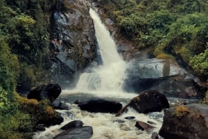 Trekking in the Atlantic Forest, Waterfalls, Stories. GOLD TRAIL.