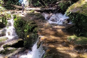 Trekking in the Atlantic Forest, Waterfalls, Stories. GOLD TRAIL.