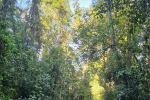 Trekking in the Atlantic Forest, Waterfalls, Stories. GOLD TRAIL.