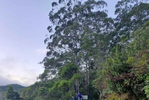 Trekking in the Atlantic Forest, Waterfalls, Stories. GOLD TRAIL.