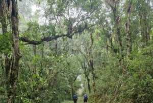 Trekking in the Atlantic Forest, Waterfalls, Stories. GOLD TRAIL.