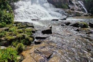 Trekking in the Atlantic Forest, Waterfalls, Stories. GOLD TRAIL.