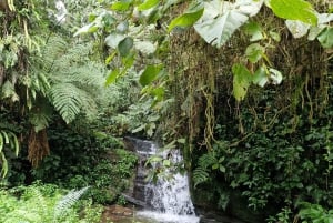 Trekking in the Atlantic Forest, Waterfalls, Stories. GOLD TRAIL.
