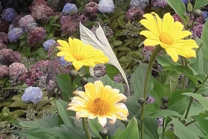 Campos do Jordão Det brasilianska Schweiz, heldagsutflykt