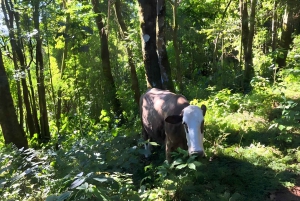 Campos do Jordão Det brasilianska Schweiz, heldagsutflykt