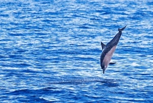 Osservazione e nuoto dei delfini a Golfo Aranci da Porto San Paolo