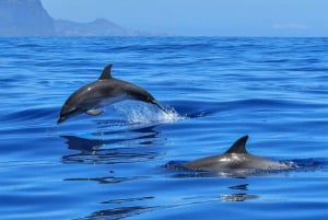 Osservazione e nuoto dei delfini a Golfo Aranci da Porto San Paolo