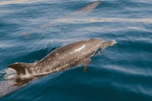 Osservazione e nuoto dei delfini a Golfo Aranci da Porto San Paolo