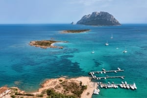 Osservazione e nuoto dei delfini a Golfo Aranci da Porto San Paolo