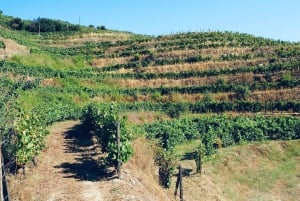 Fra Porto en privat oplevelse til Niepoort med frokost der