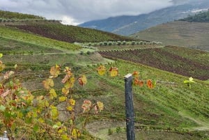El Duero desde Oporto: cata de añadas en una finca vinícola secreta.