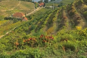 Au départ de Porto : visite de luxe avec déjeuner complet à la Quinta da Pacheca