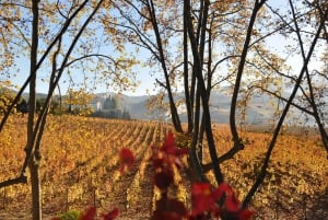 Au départ de Porto : visite de luxe avec déjeuner complet à la Quinta da Pacheca