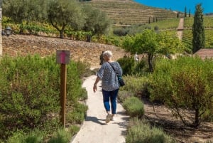 Douro Valley: Wine Tour with Lunch, Tastings & River Cruise