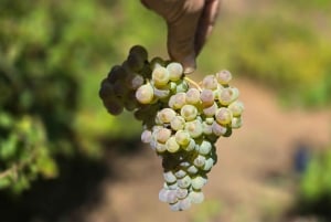 Eksklusiv Vinho Verde-opplevelse (grønn vin) og lunsj