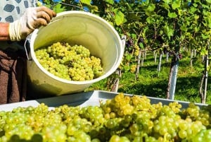 Eksklusiv Vinho Verde-opplevelse (grønn vin) og lunsj