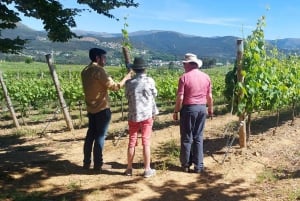 Eksklusiv Vinho Verde-opplevelse (grønn vin) og lunsj