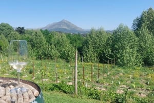 Eksklusiv Vinho Verde-opplevelse (grønn vin) og lunsj