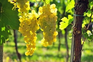 Eksklusiv Vinho Verde-opplevelse (grønn vin) og lunsj