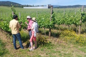 Eksklusiv Vinho Verde-opplevelse (grønn vin) og lunsj