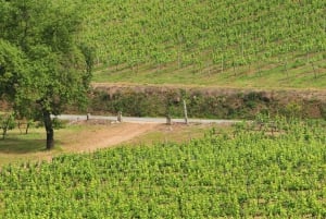 Eksklusiv Vinho Verde-opplevelse (grønn vin) og lunsj