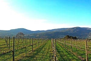 Eksklusiv Vinho Verde-opplevelse (grønn vin) og lunsj