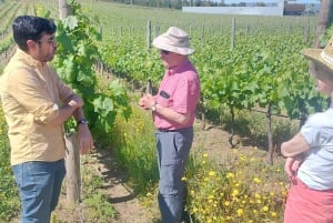 Eksklusiv Vinho Verde-opplevelse (grønn vin) og lunsj