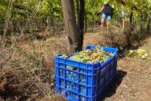 Eksklusiv Vinho Verde-opplevelse (grønn vin) og lunsj