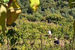 Eksklusiv Vinho Verde-opplevelse (grønn vin) og lunsj