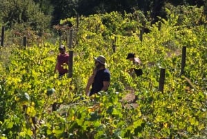 Eksklusiv Vinho Verde-opplevelse (grønn vin) og lunsj