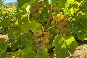 Eksklusiv Vinho Verde-opplevelse (grønn vin) og lunsj