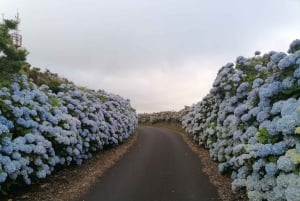 De Angra: Excursão de 1 dia à Ilha Terceira