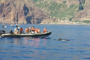Fra Calheta: Madeira hval- og delfinobservation på en bådtur
