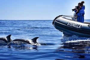 Da Calheta: tour in barca per avvistare balene e delfini a Madeira