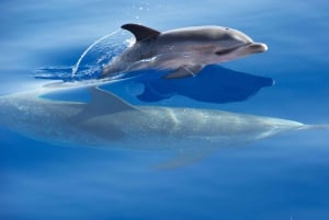 Da Calheta: tour in barca per avvistare balene e delfini a Madeira