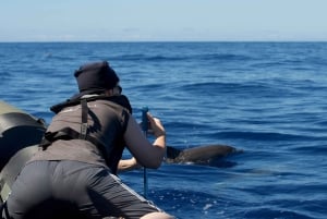 Da Calheta: tour in barca per avvistare balene e delfini a Madeira