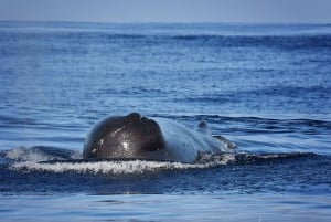 Da Calheta: tour in barca per avvistare balene e delfini a Madeira