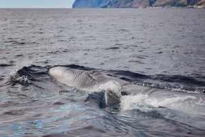 Da Calheta: tour in barca per avvistare balene e delfini a Madeira