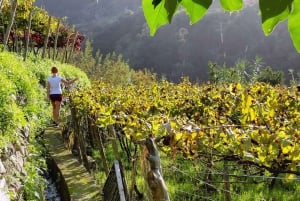 Desde Funchal: Excursión de un día completo a los Vinos de Madeira con almuerzo
