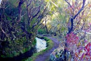Fra Funchal: Madeira Levada-sjøene - guidet fottur