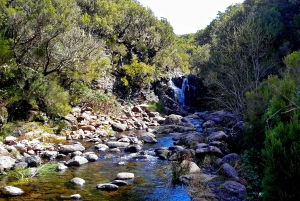 Fra Funchal: Madeira Levada-sjøene - guidet fottur