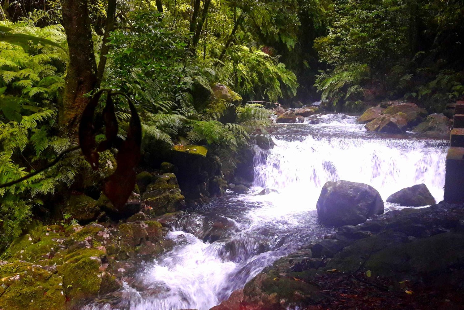 Desde Funchal: Paseo por la Levada de los Valles de São Jorge