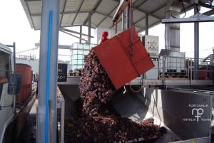De Lisboa: Tour particular de vinhos com prova de vinhos e queijos