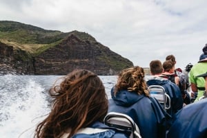 Da Machico: Tour in barca per l'osservazione di balene e delfini a Madeira