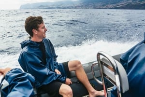 Da Machico: Tour in barca per l'osservazione di balene e delfini a Madeira