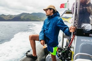 Da Machico: Tour in barca per l'osservazione di balene e delfini a Madeira