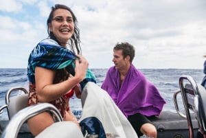 Da Machico: Tour in barca per l'osservazione di balene e delfini a Madeira