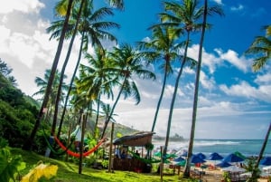 Fra Natal: Pipa Beach heldagsudflugt