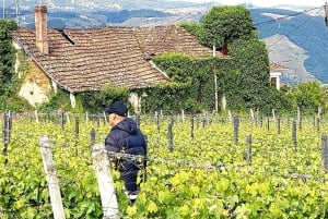 Porto: Douro Valley Tour with 3 Wineries and Lunch