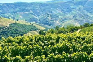 Porto: Douro Valley Tour with 3 Wineries and Lunch